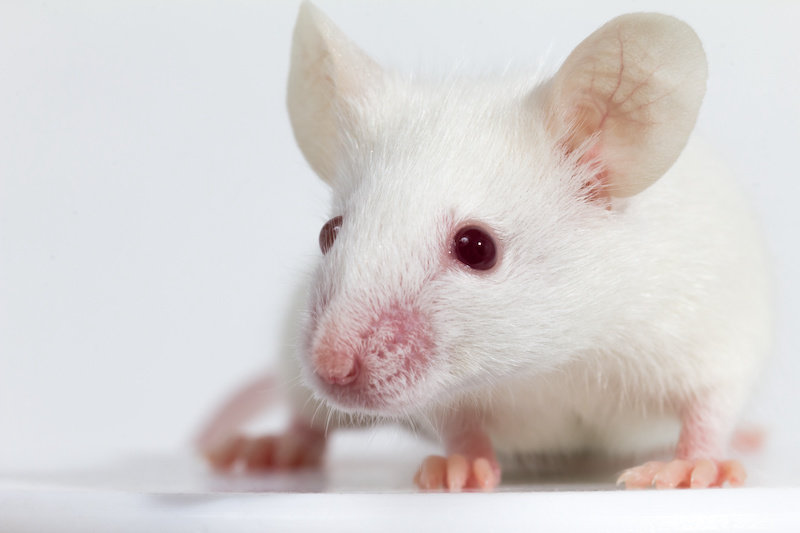 Tikus Dengan Perilaku Seperti Halusinasi Mengungkapkan Wawasan Tentang Penyakit Psikotik